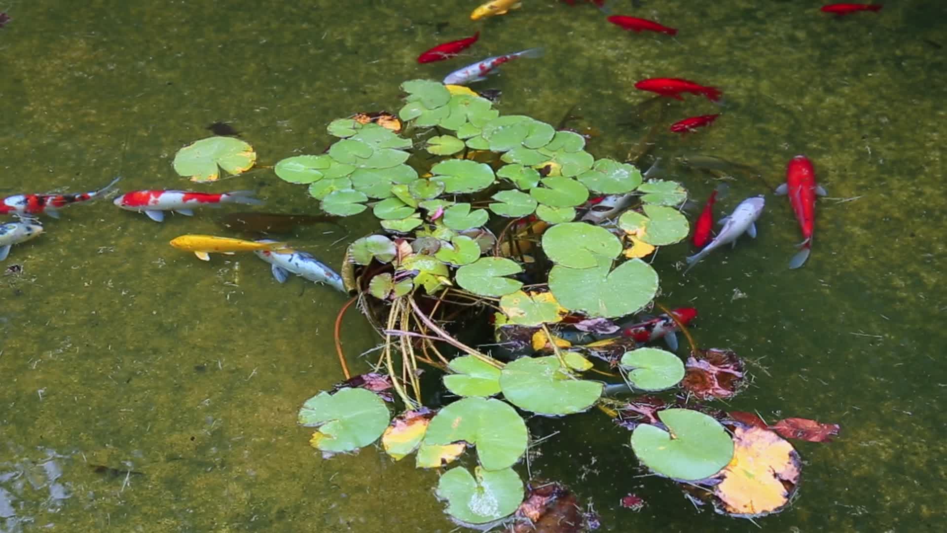 睡莲水池锦鲤鱼视频的预览图