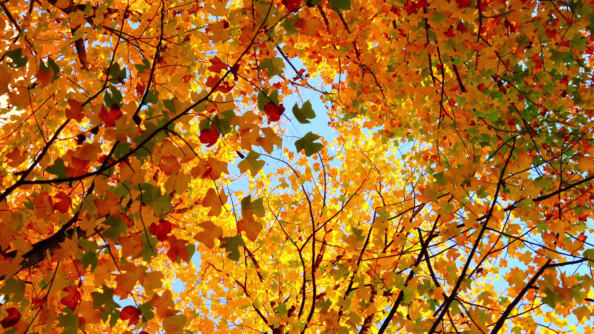 秋天蓝天下金黄色的枫叶林随风舞动视频的预览图