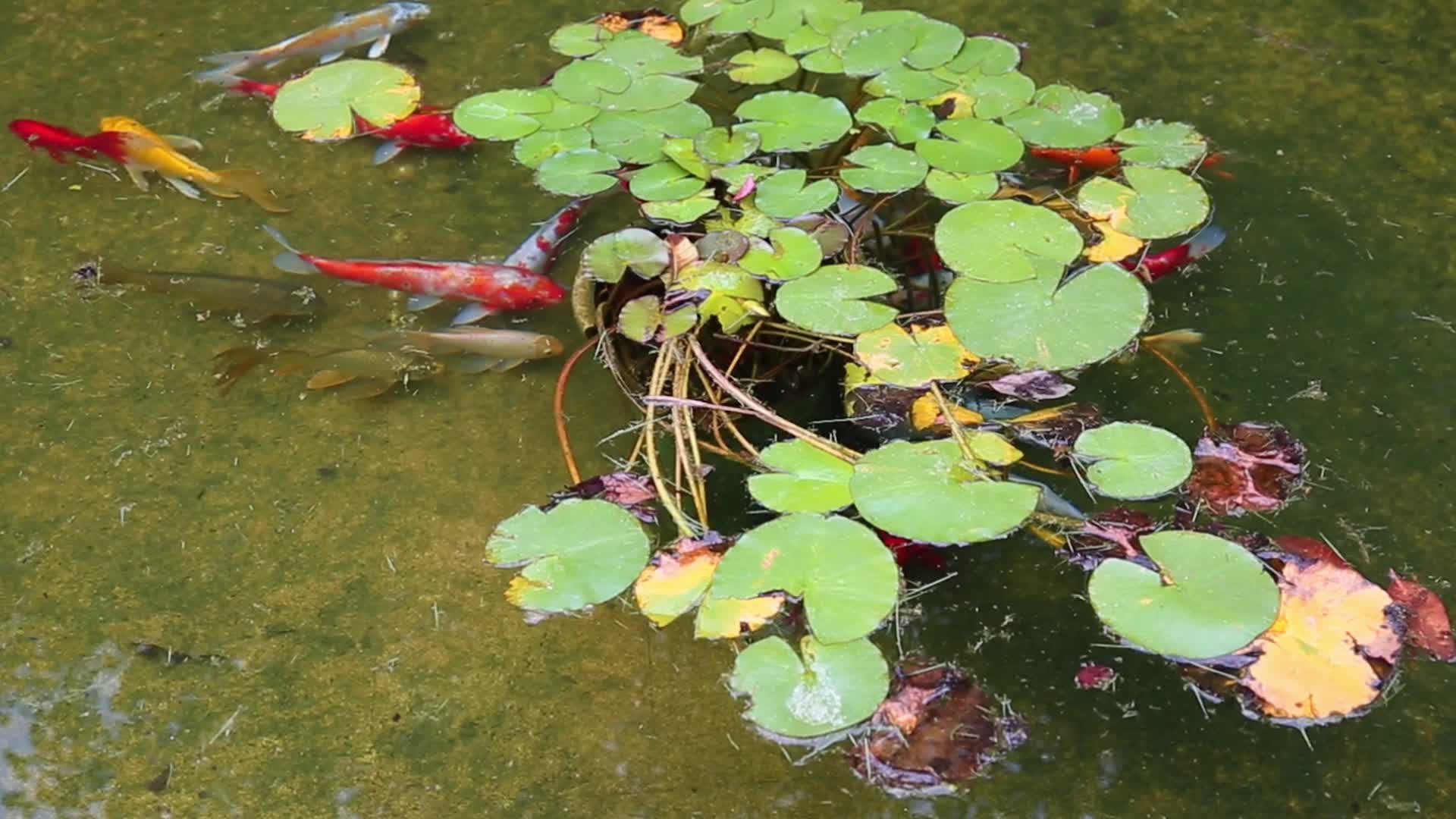 水池莲花睡莲锦鲤鱼视频的预览图
