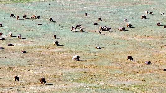 4K航拍新疆阿勒泰萨尔布拉克草原羊群视频的预览图