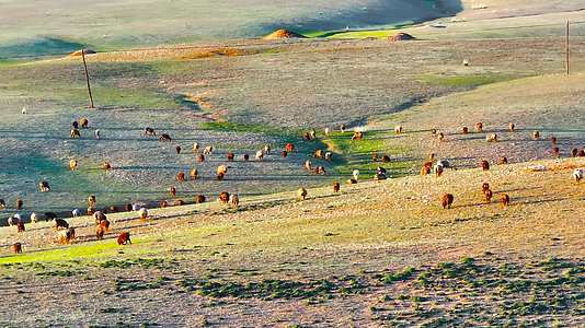 4K航拍新疆阿勒泰萨尔布拉克草原夕阳羊群视频的预览图