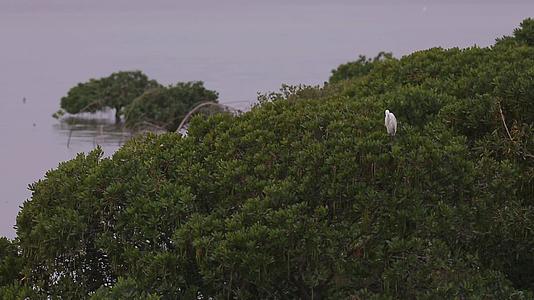 S白鹭站在枝头清理羽毛视频的预览图