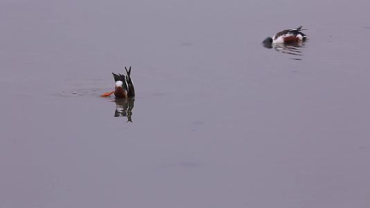 S野鸭头部入水捕食视频的预览图