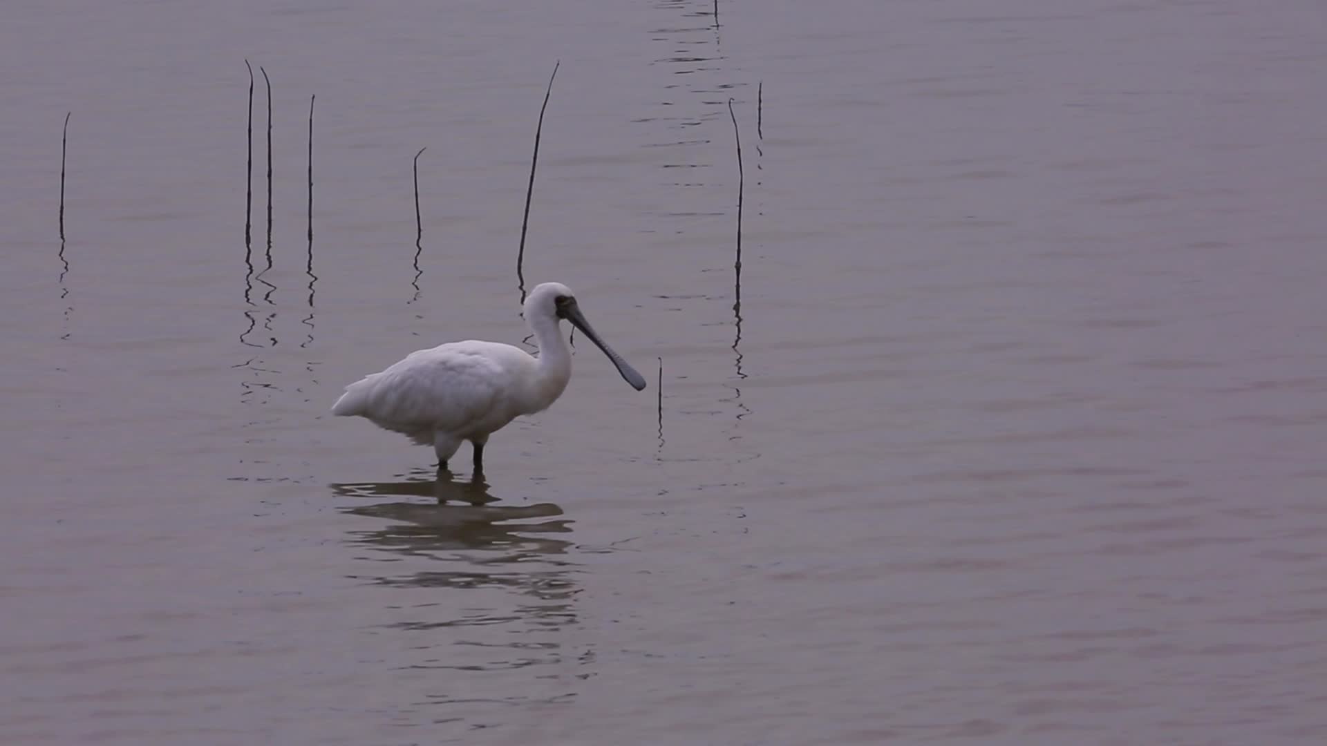 S琵鹭发呆觅食湿地视频的预览图