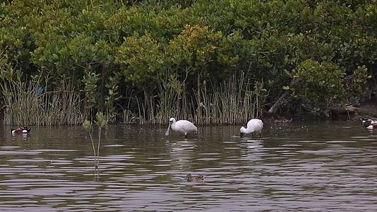 S琵鹭野鸭水中觅食湿地视频的预览图
