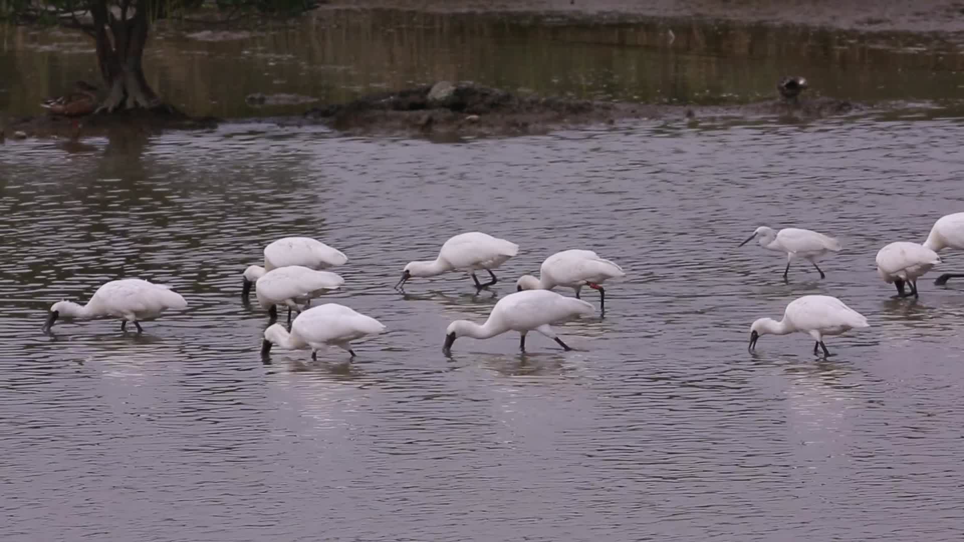 S反嘴鹬琵鹭泽鹬湿地觅食近视频的预览图