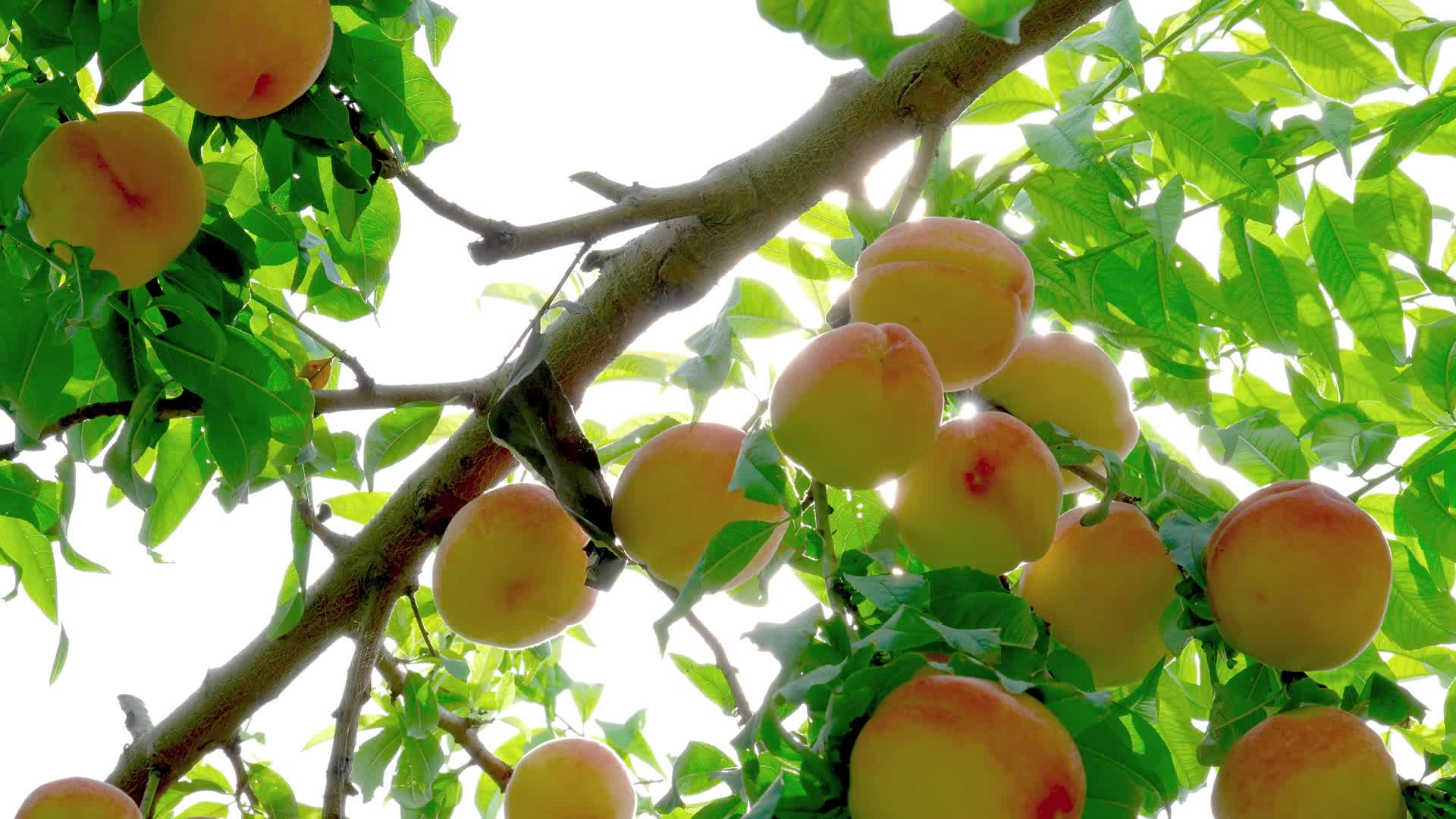 阳光下的桃子视频的预览图
