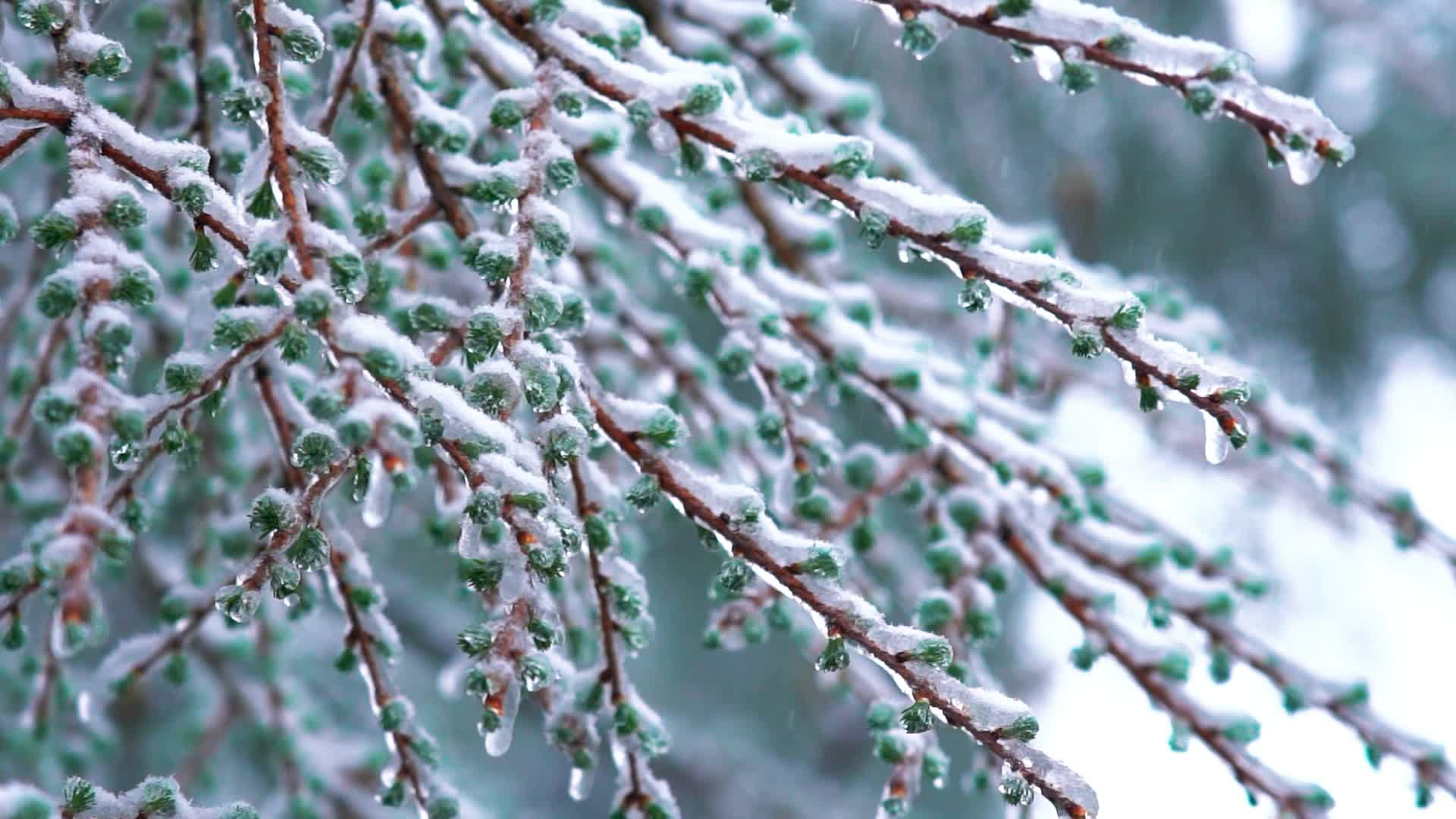 4K树枝枝头雪花空镜冬天意境实拍视频视频的预览图