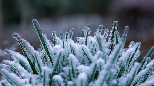 4K特写雪花洒落植物上空镜实拍视频视频的预览图