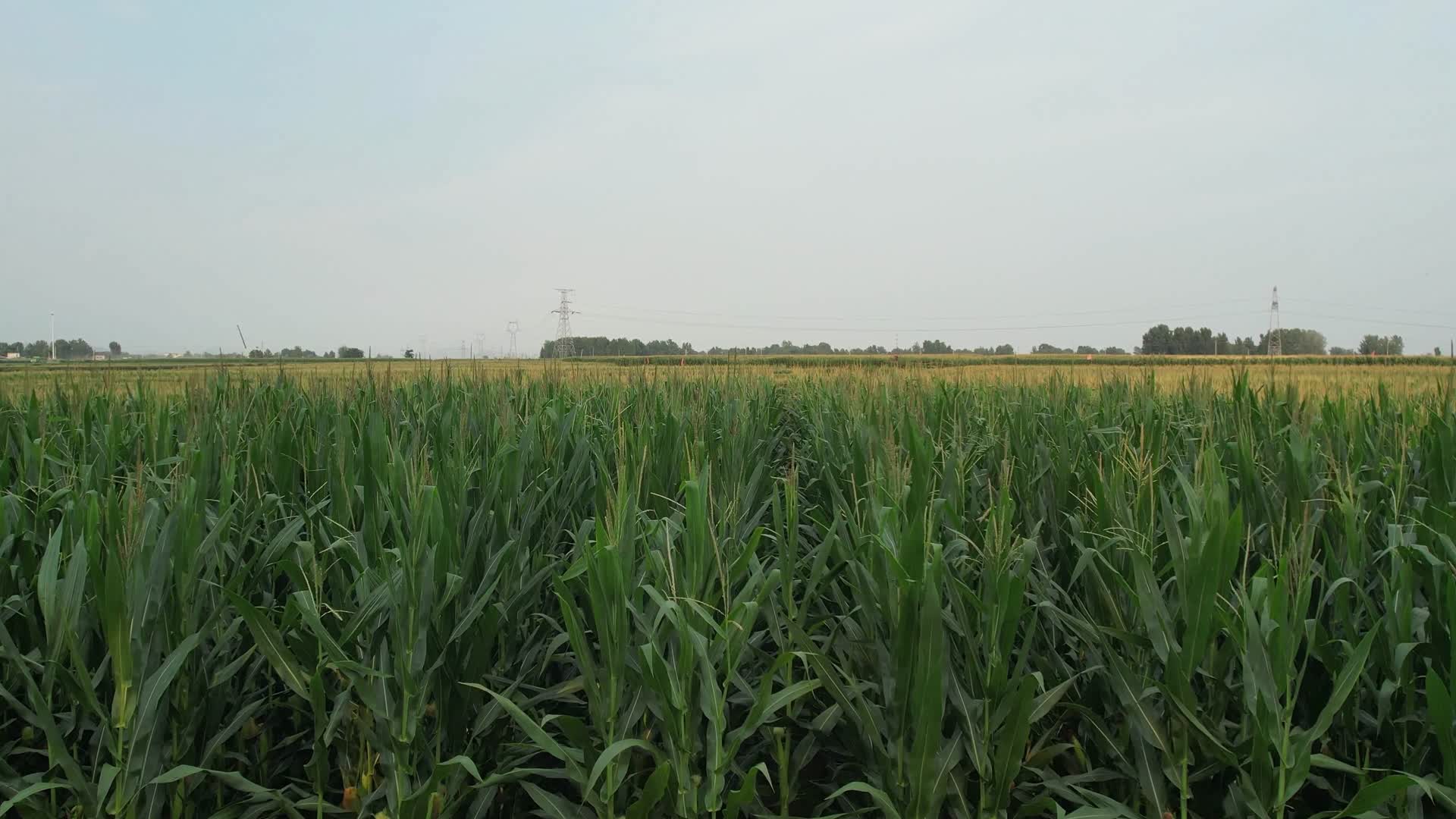 玉米玉米地航拍玉米农田玉米种植视频的预览图