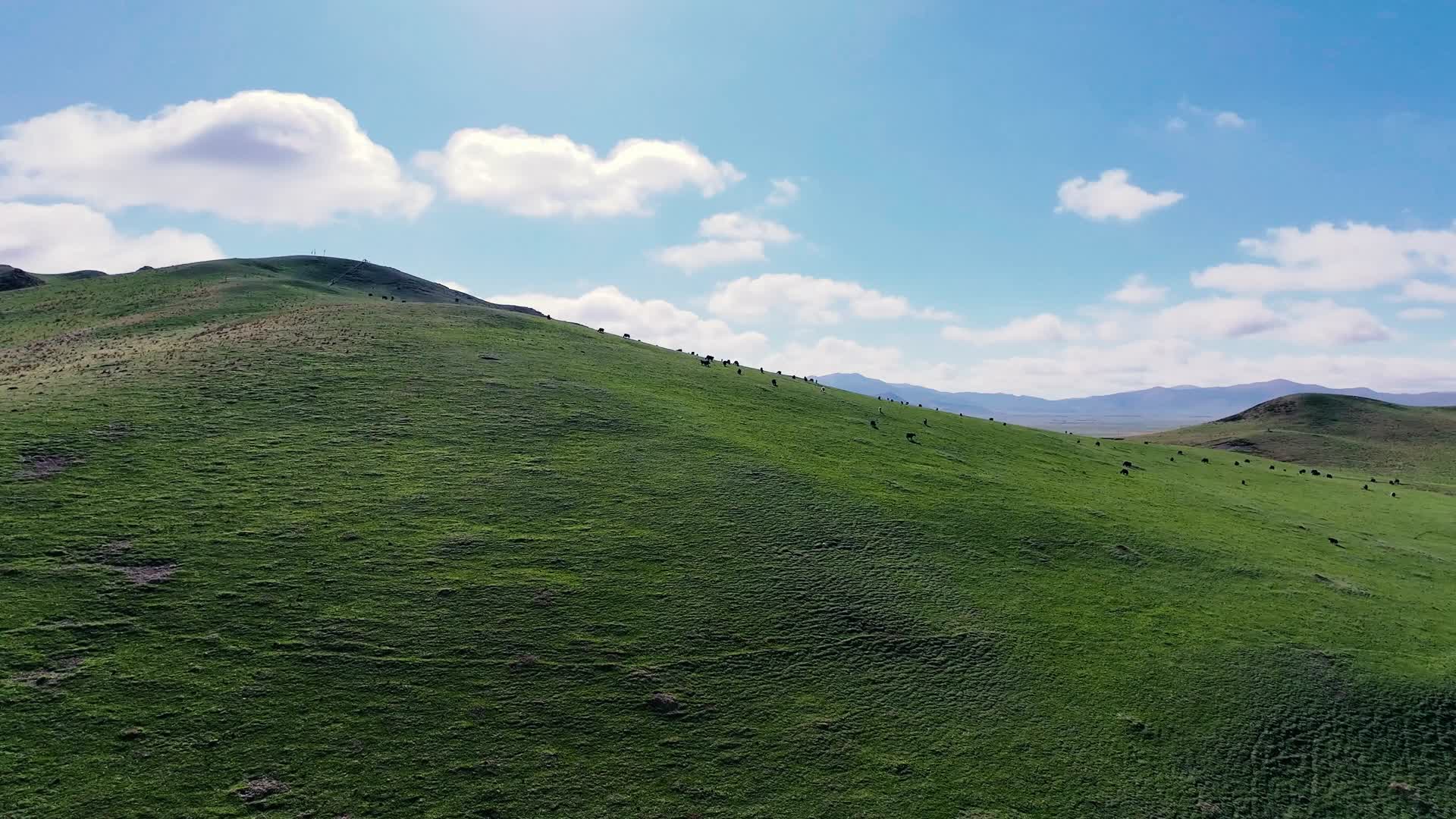 高清航拍视频若尔盖草原奔跑牦牛群视频的预览图