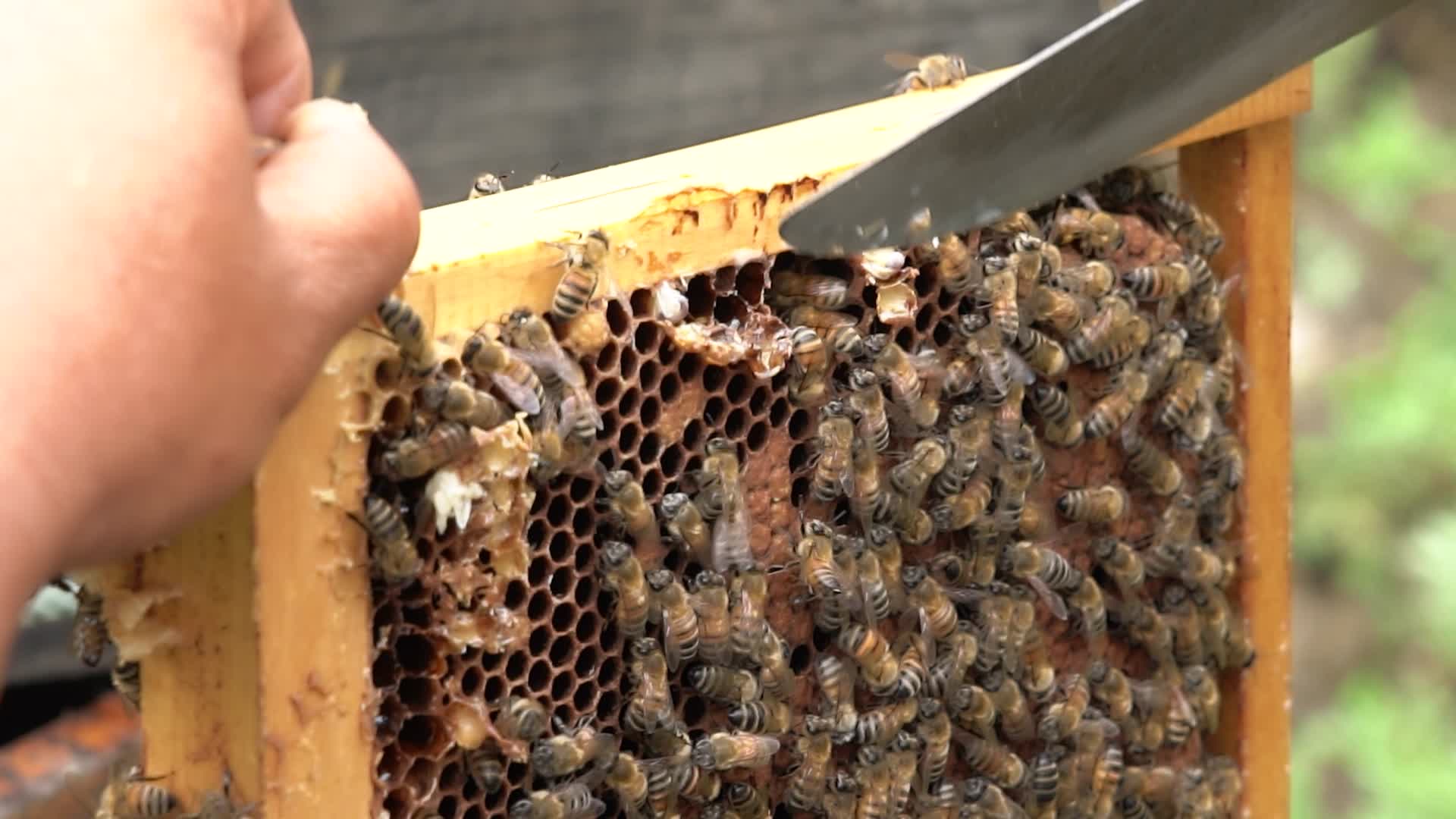 4K蜂蜜蜂础视频的预览图