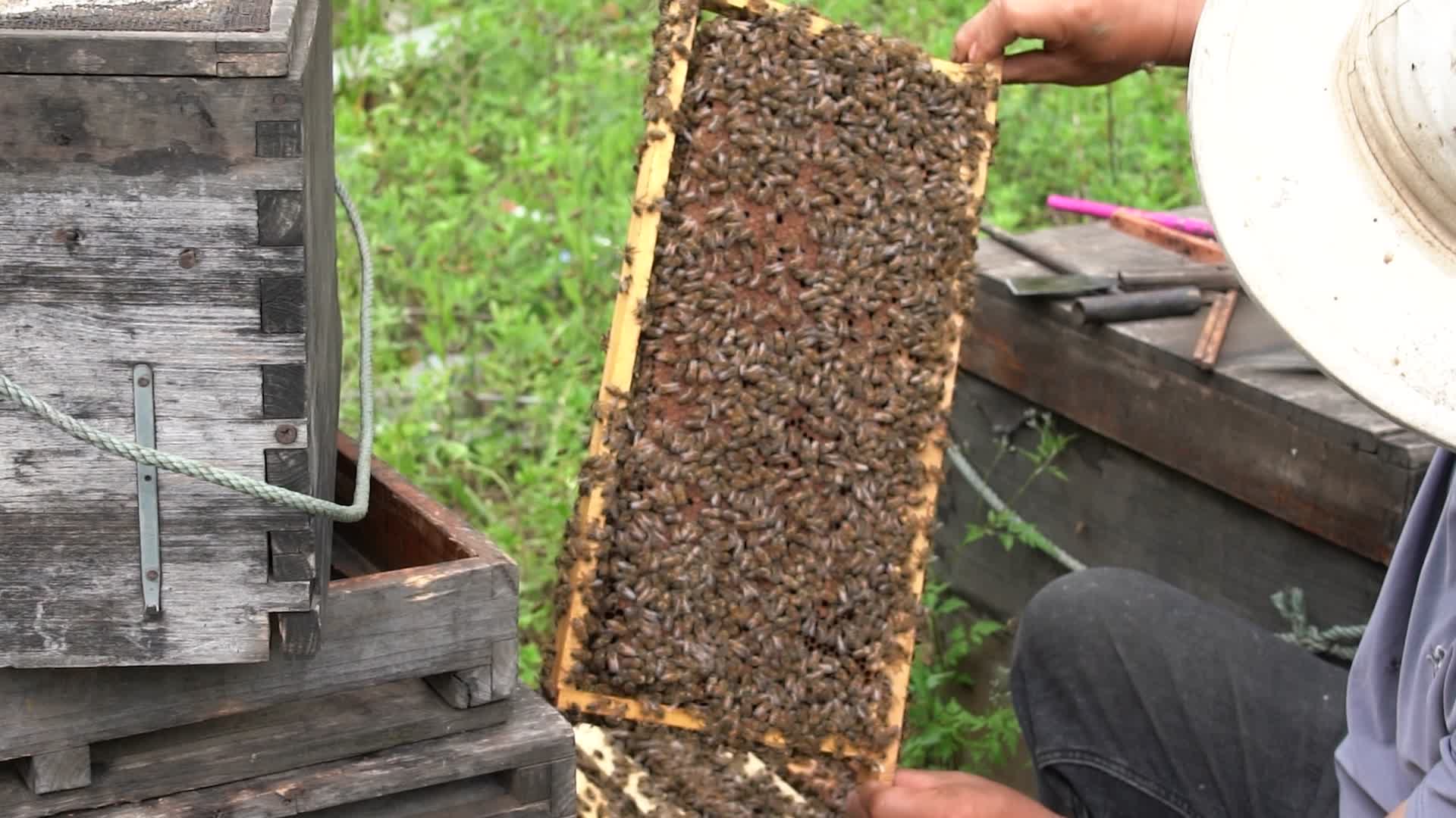4K蜂农查看蜂础实拍视频视频的预览图
