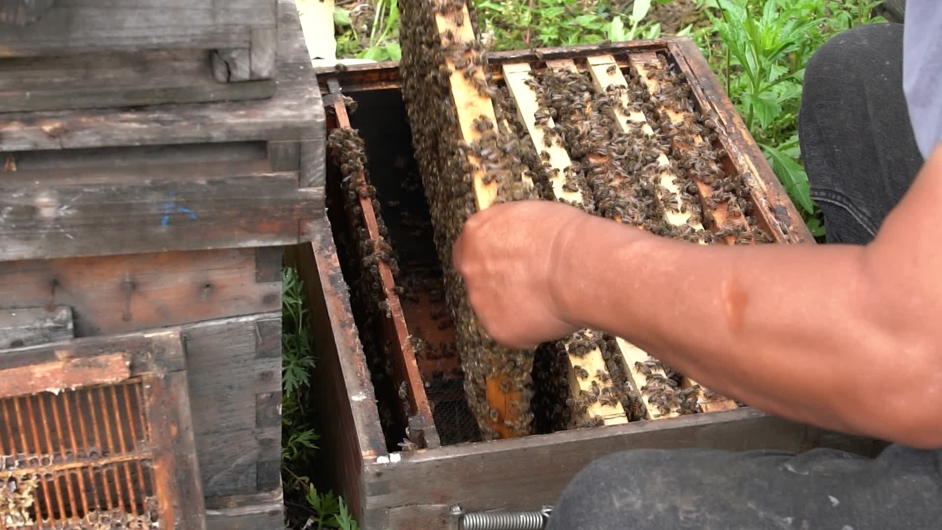 4K蜂农蜂箱取出巢原生态土蜂蜜实拍视频视频的预览图