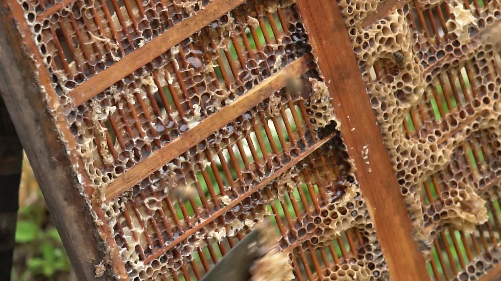 4K蜂农取蜜实拍视频视频的预览图