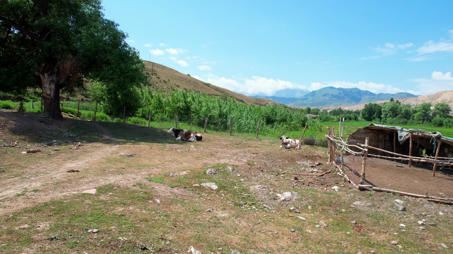 奶牛4K新疆伊犁视频的预览图