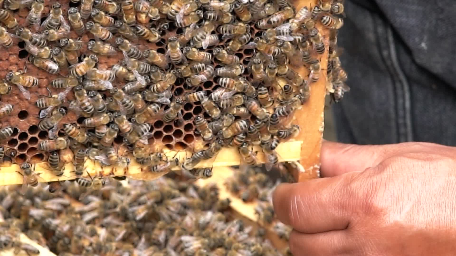 4K蜜蜂特写实拍视频视频的预览图