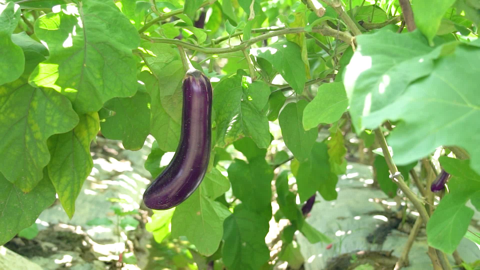 4K农村有机蔬菜茄子有机种植实拍视频视频的预览图