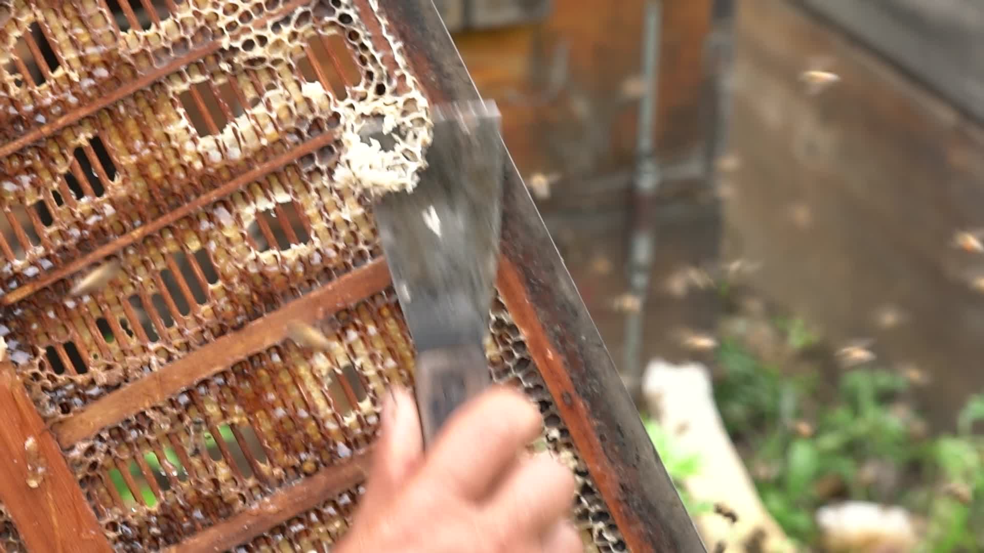 4K取蜂蜜实拍视频视频的预览图