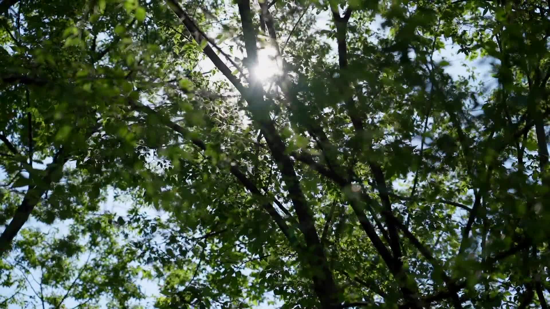 阳光下树荫生活夏季知了热天气视频的预览图