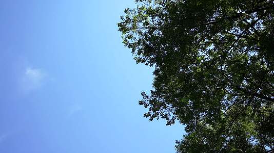 阳光下绿树阴生活夏季美景视频的预览图