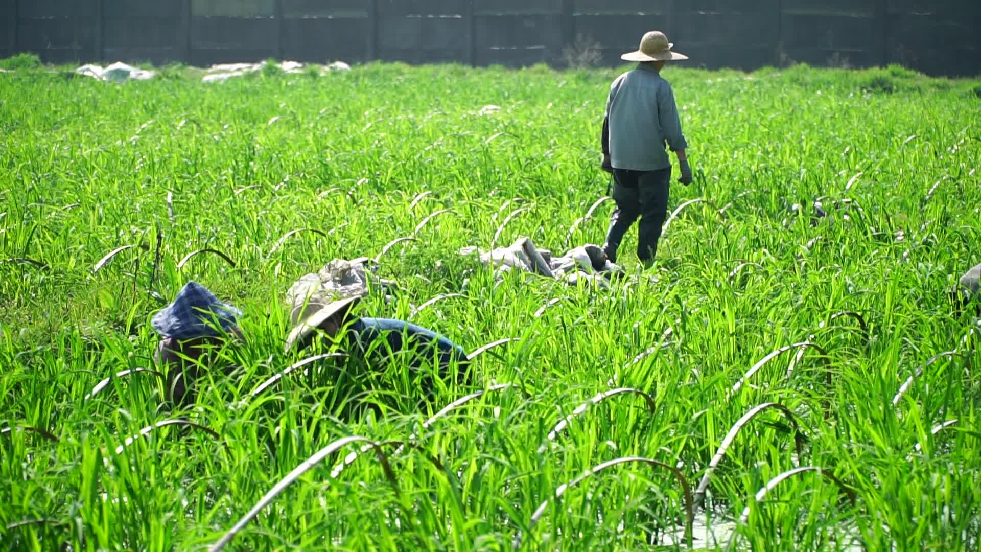 种植水稻干活农民水田视频的预览图