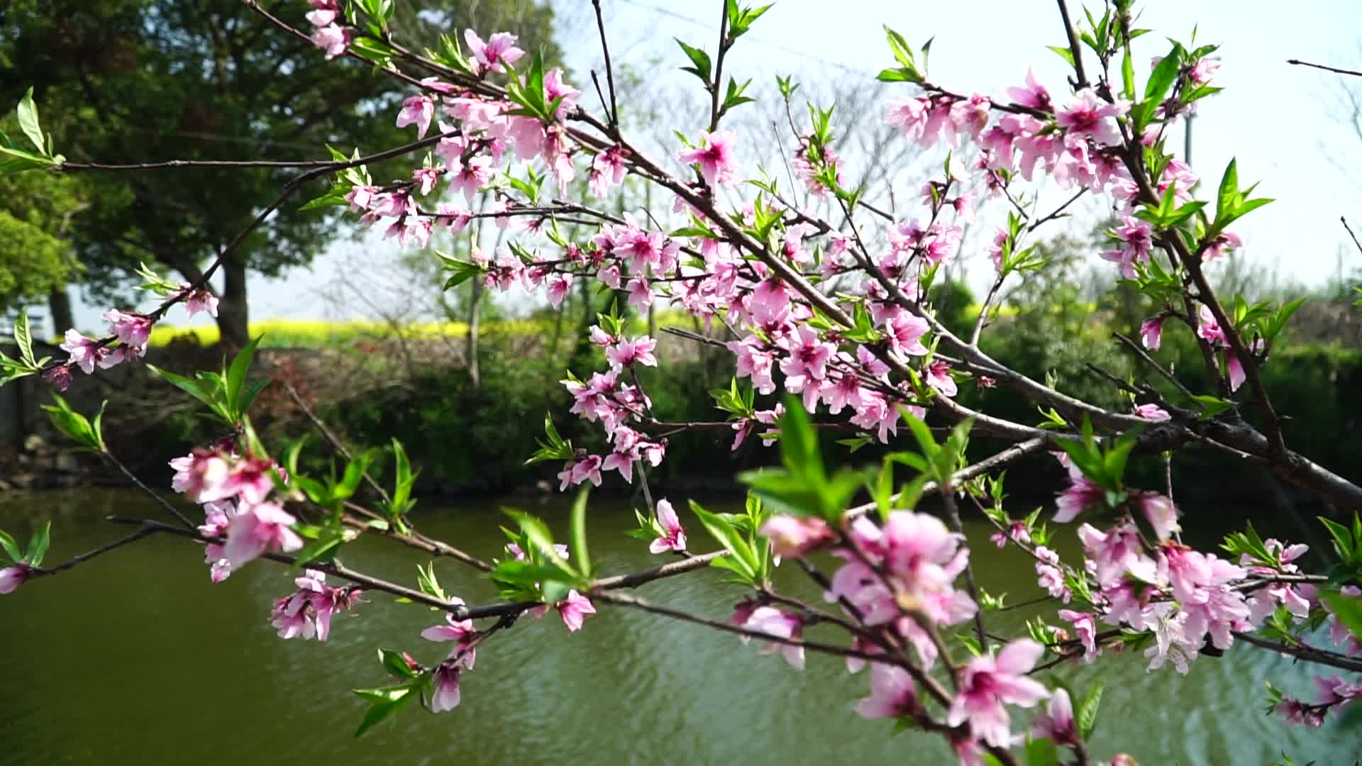 桃花水塘美景风景水流视频的预览图