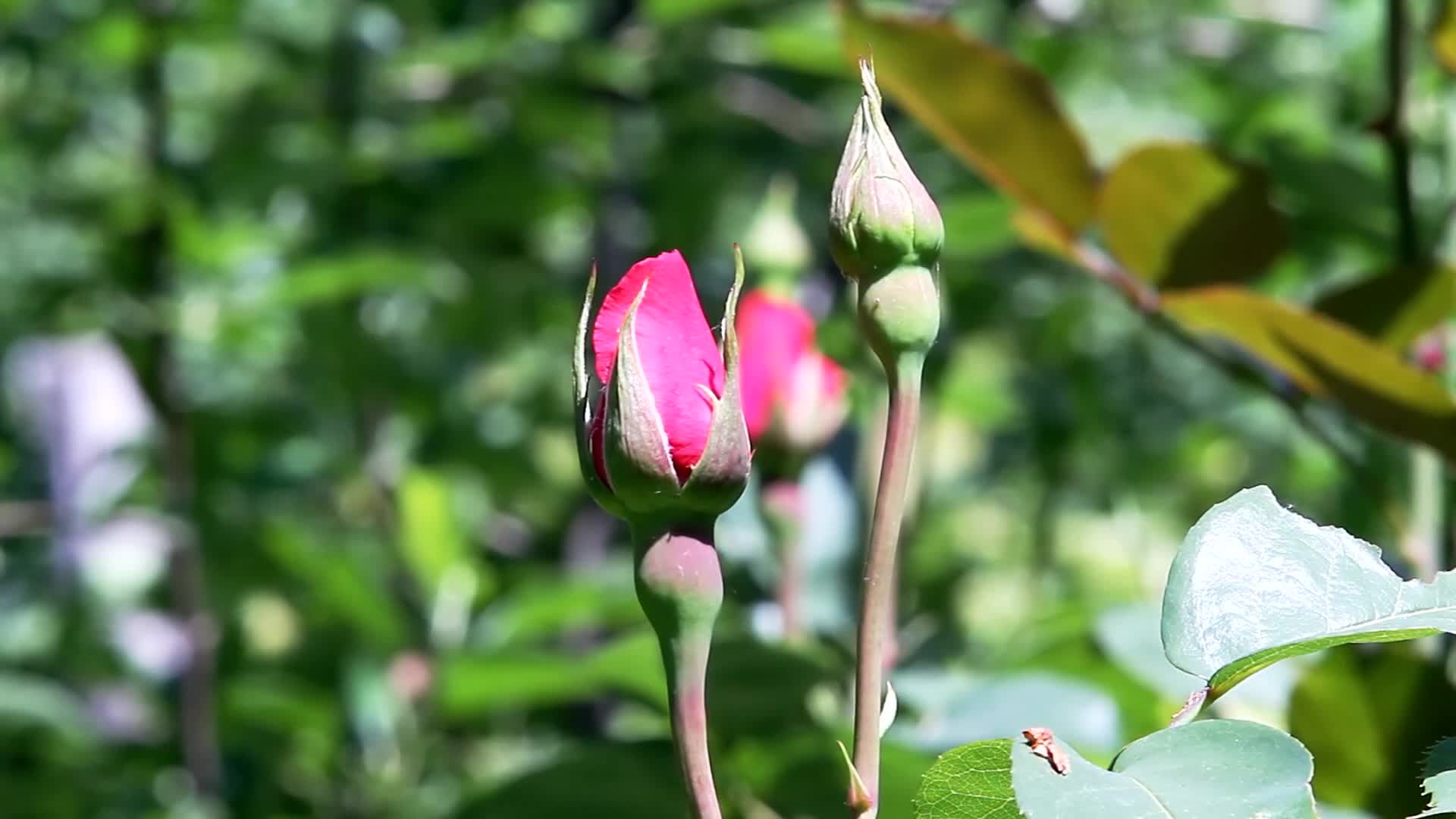 玫瑰花蕾花骨朵花开镜头视频的预览图