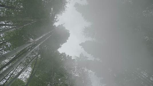 竹林竹子旋转竹林间天空视频的预览图