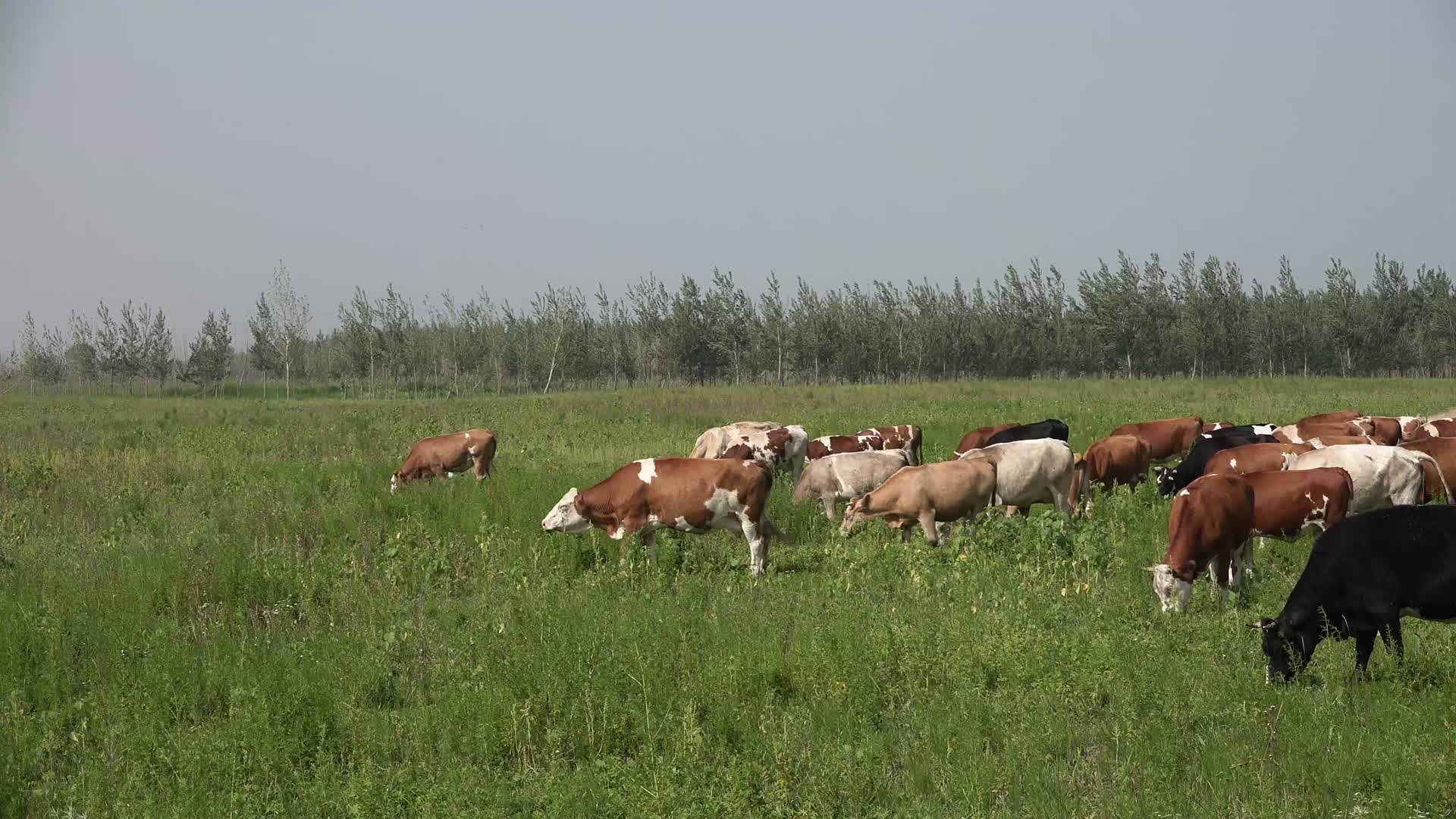 4K农民野外放牛实拍视频的预览图