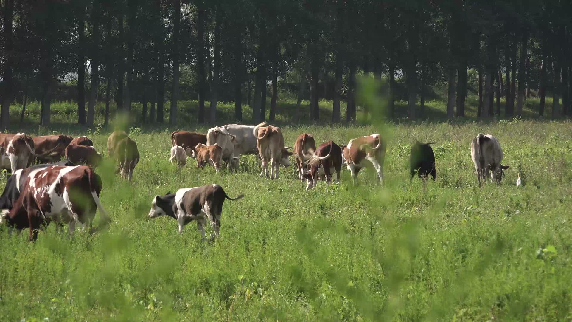 4K农民野外放牛实拍视频视频的预览图