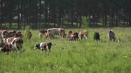 4K农民野外放牛实拍视频视频的预览图