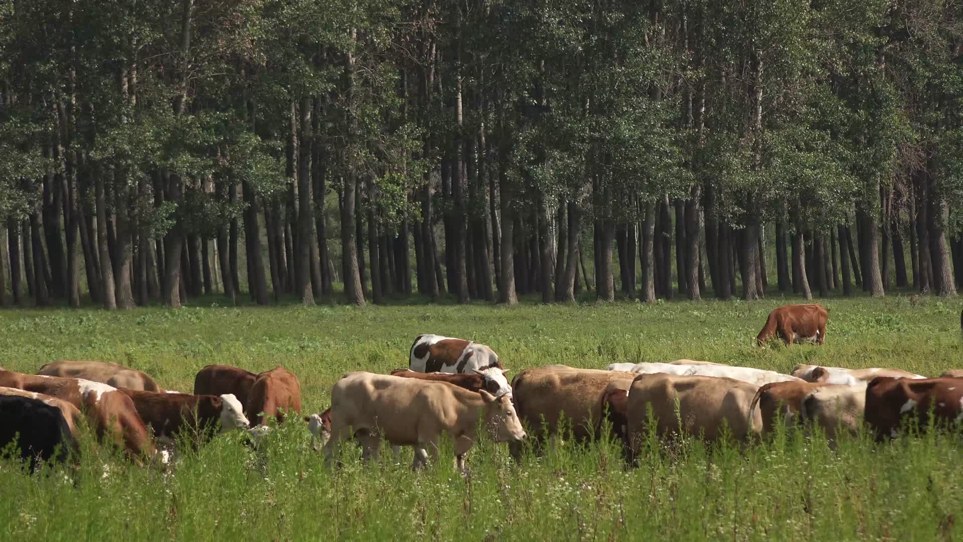 4K农民野外放牛视频的预览图