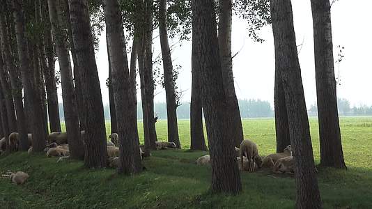 4KA野外放羊空旷养殖野草荒地视频的预览图