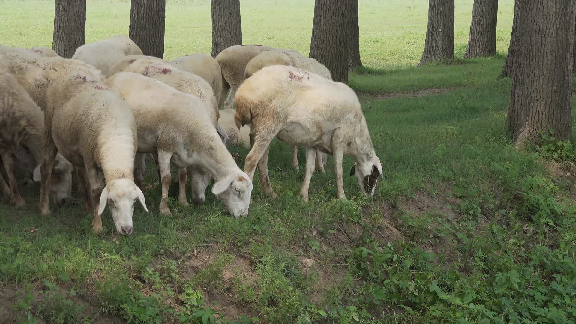 4K野外放羊空旷养殖野草荒地视频的预览图