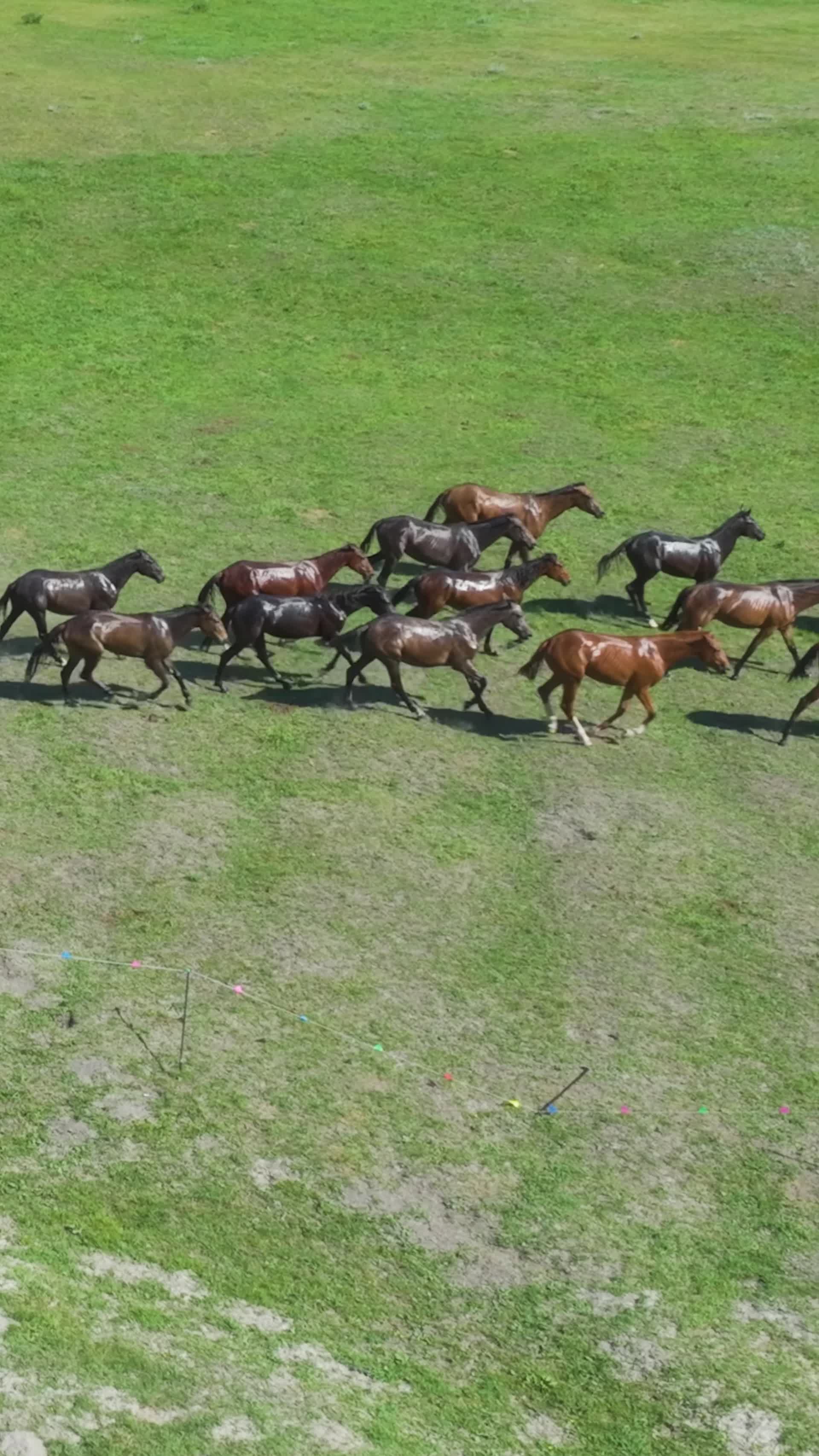 高清竖屏航拍伊梨昭苏草原马群视频的预览图
