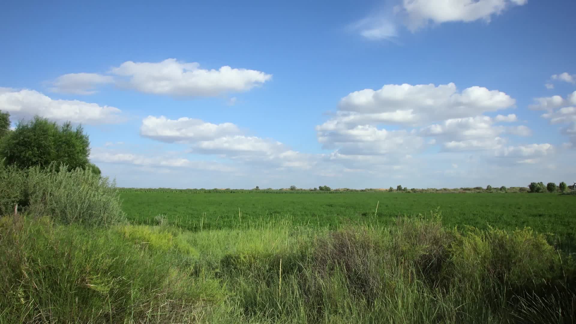 牧草收割青储收割B视频的预览图
