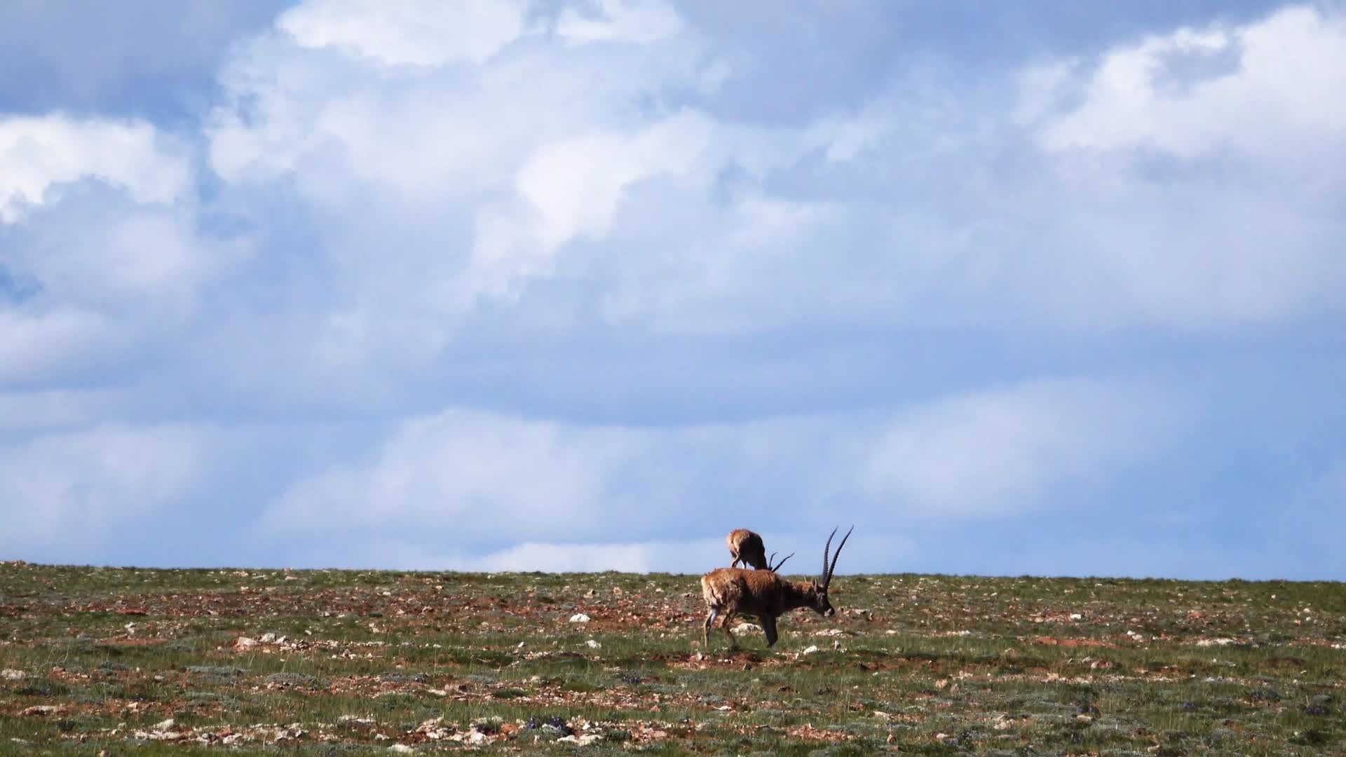 可可西里的藏羚羊视频的预览图