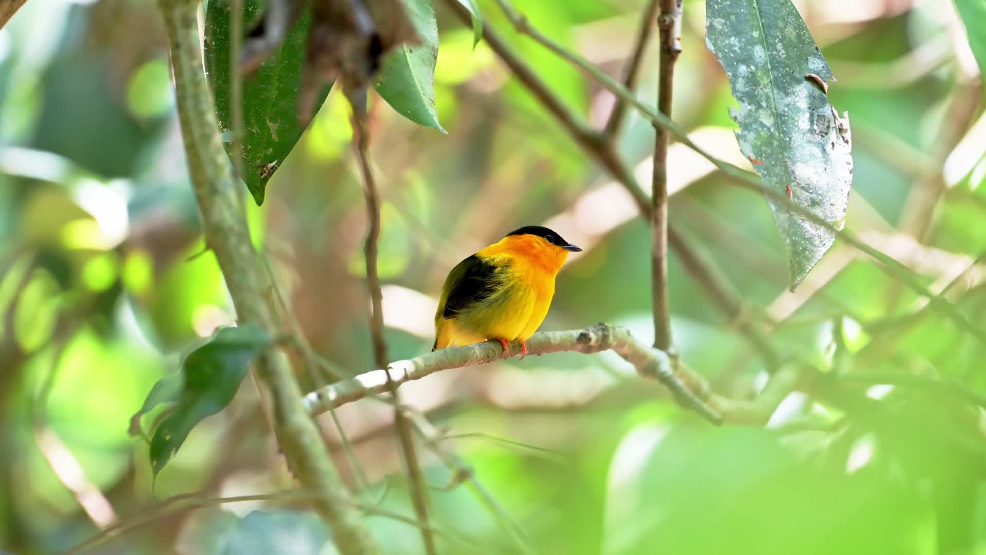 大自然中黄色的鸟视频的预览图