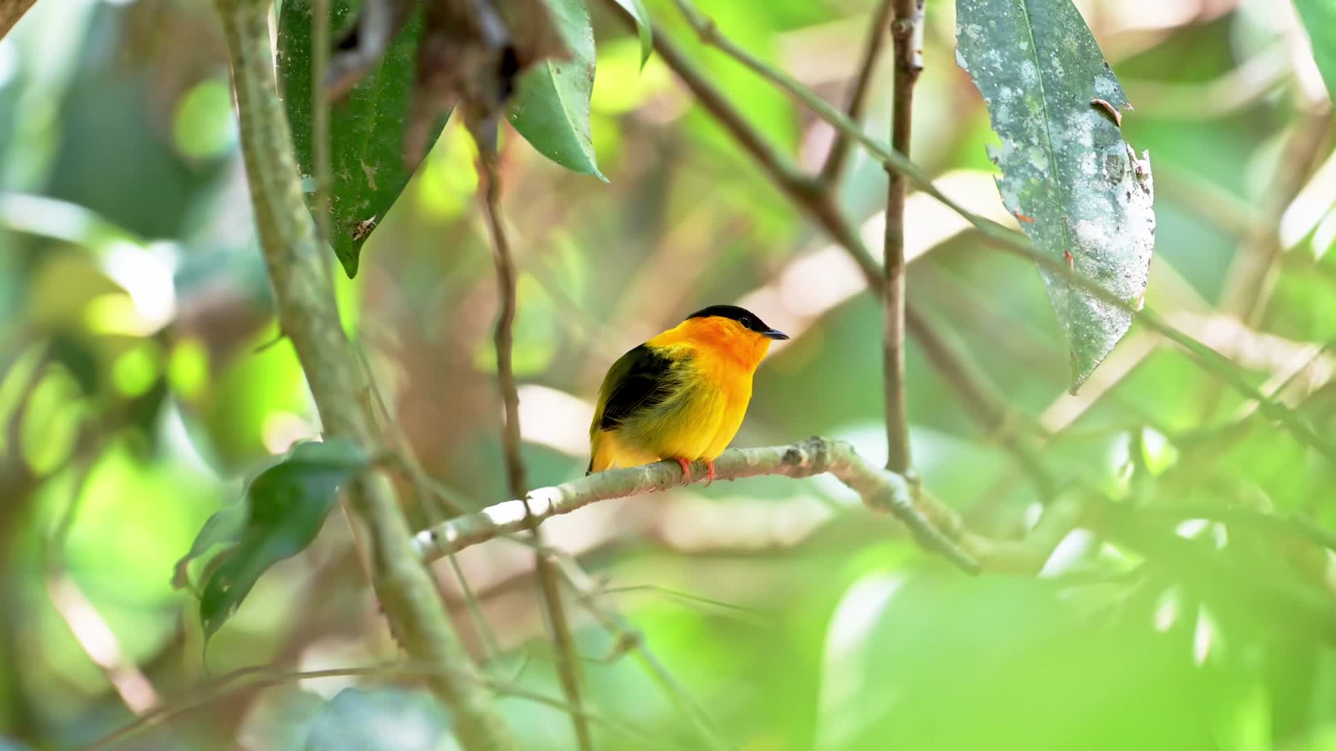黄色的鸟在树林中视频的预览图