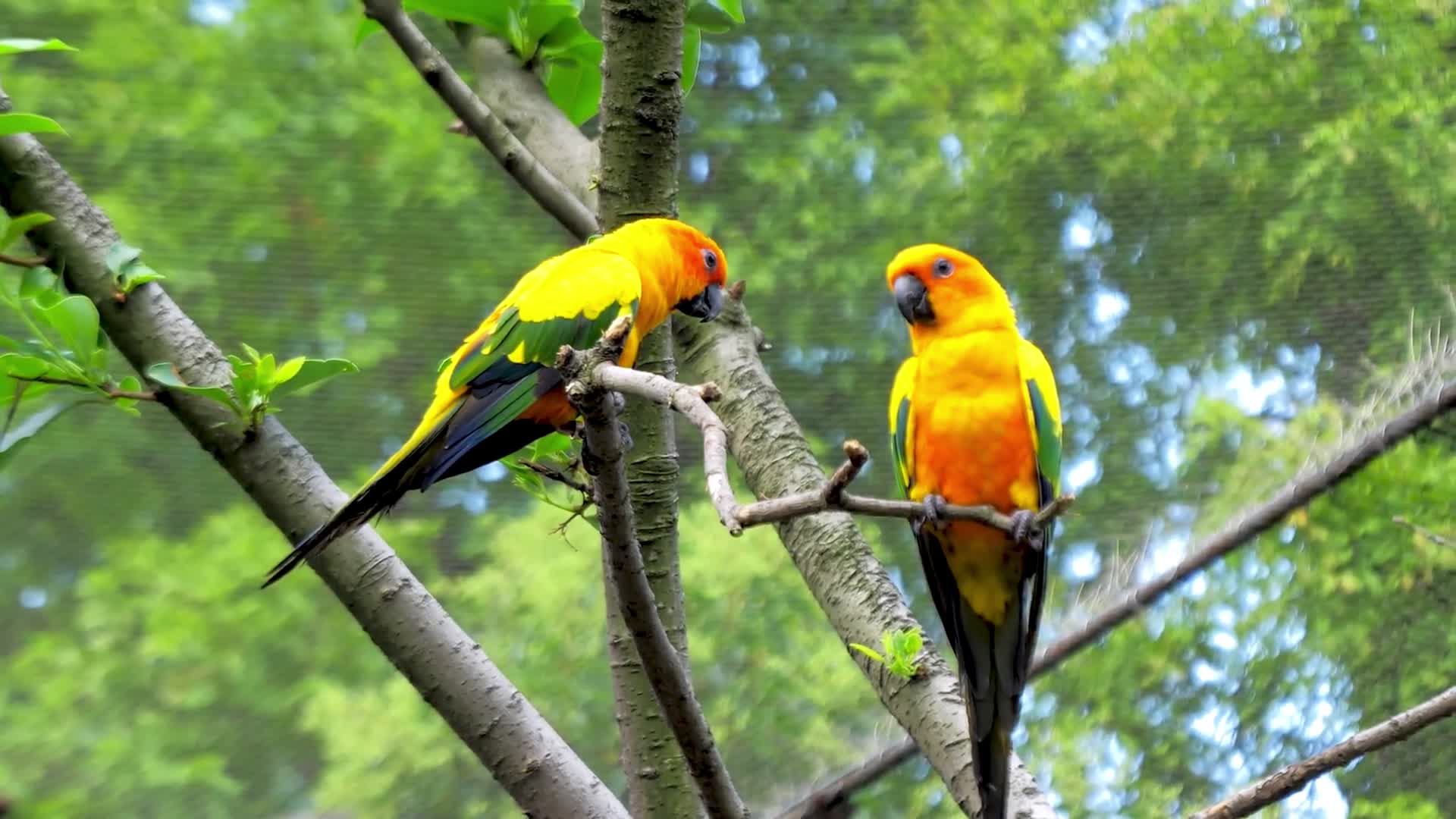 两只在树枝上的黄色鹦鹉视频的预览图