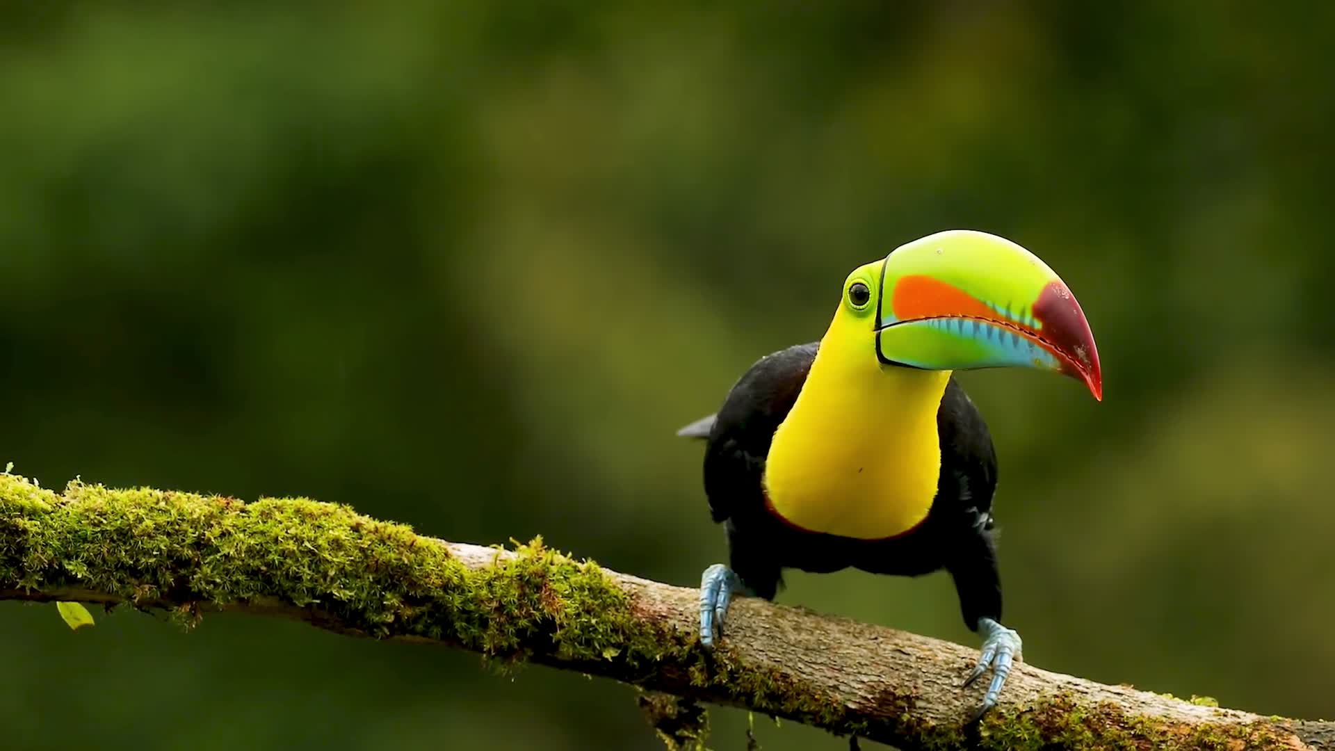 黄色的巨嘴鸟视频的预览图