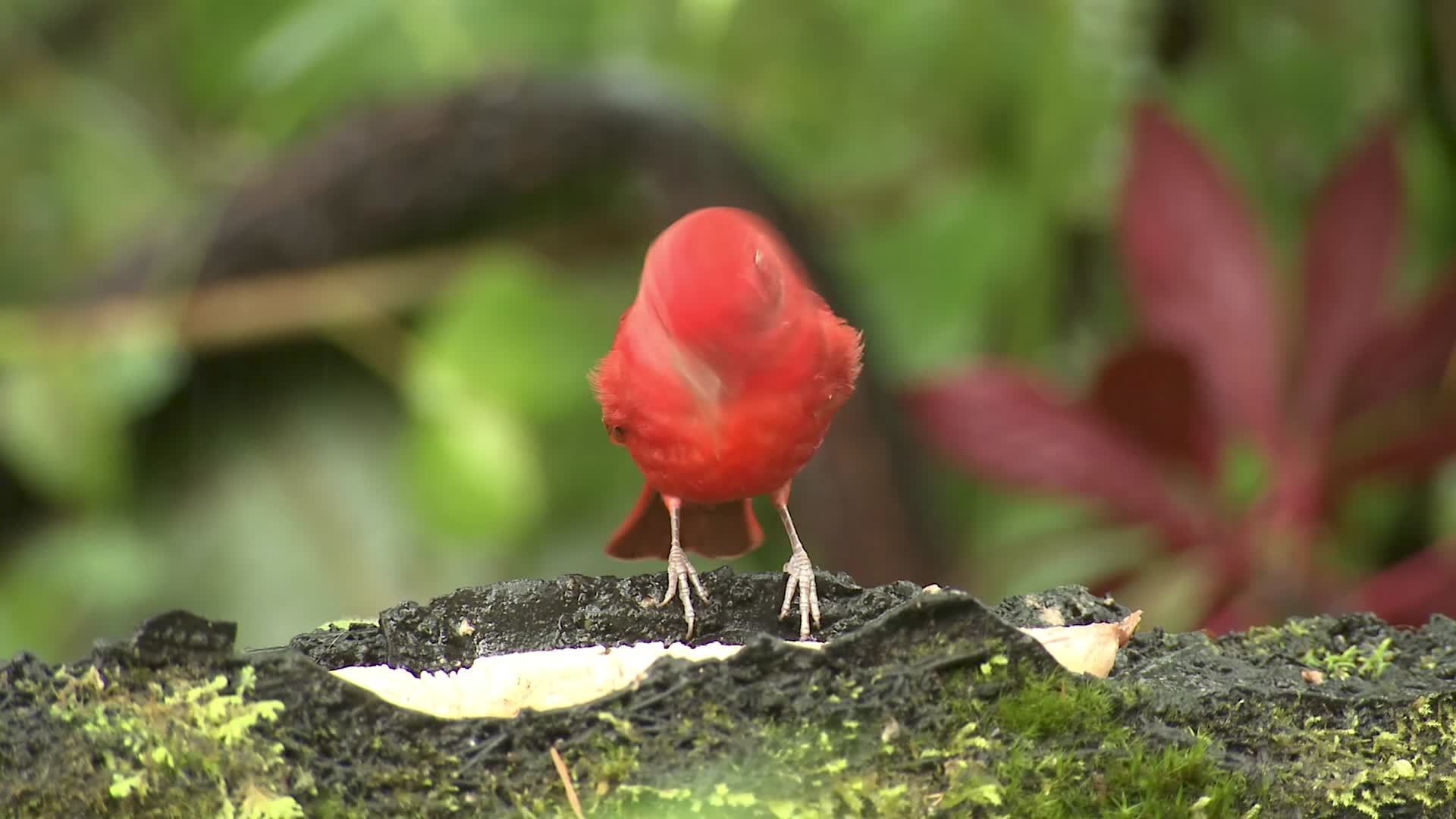 红色的小鸟视频的预览图