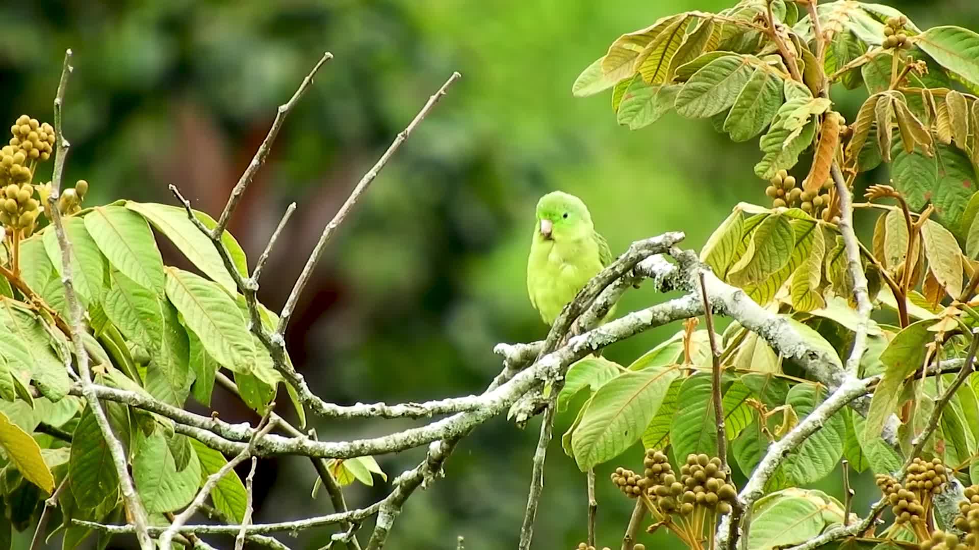 树上的翠绿色的小鸟视频的预览图
