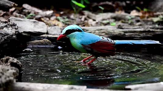 彩色的鸟在水里戏水视频的预览图