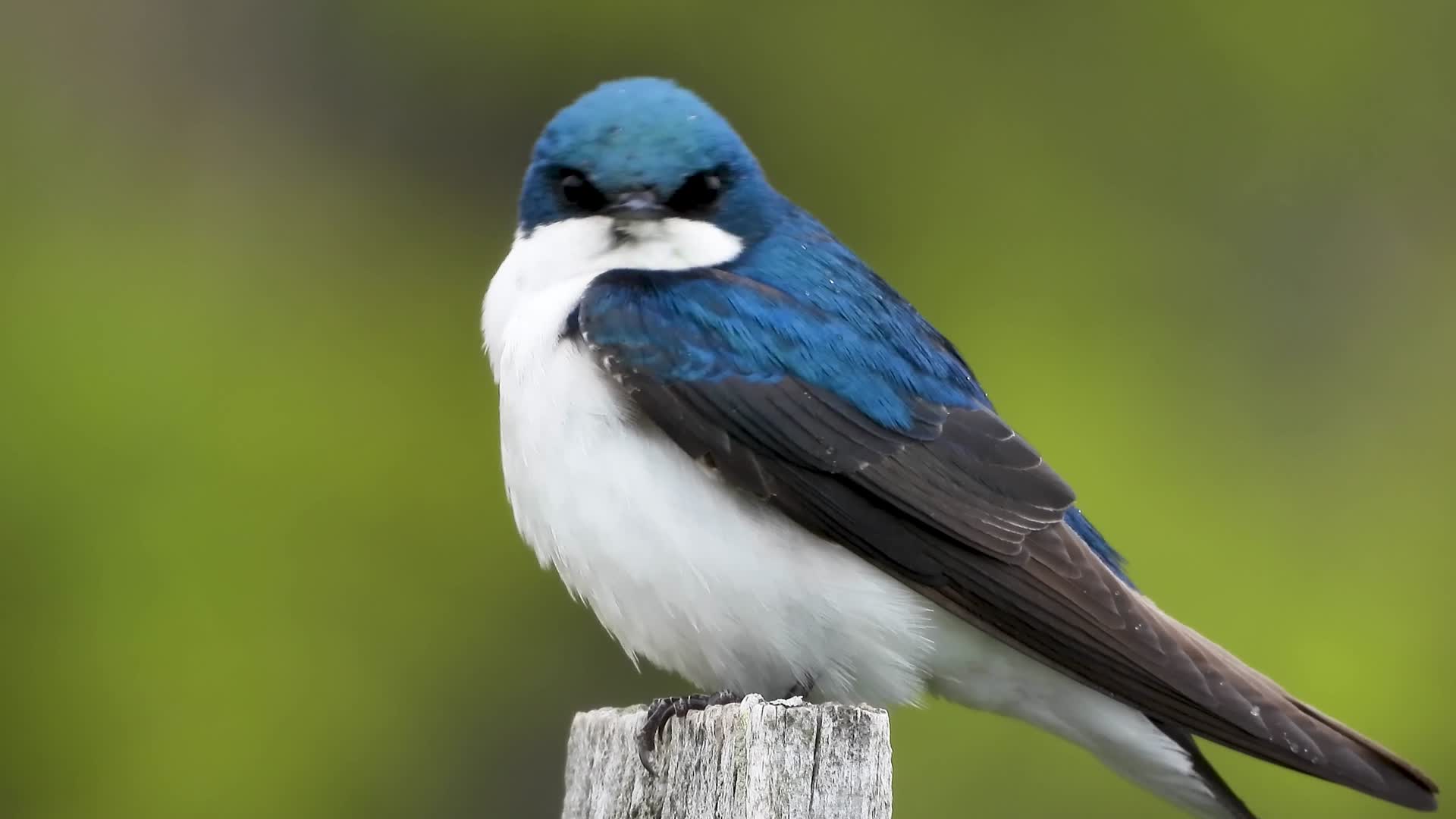 蓝白相间的小鸟视频的预览图