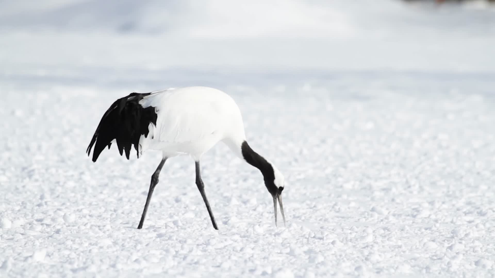 白色的天鹅在雪地里视频的预览图