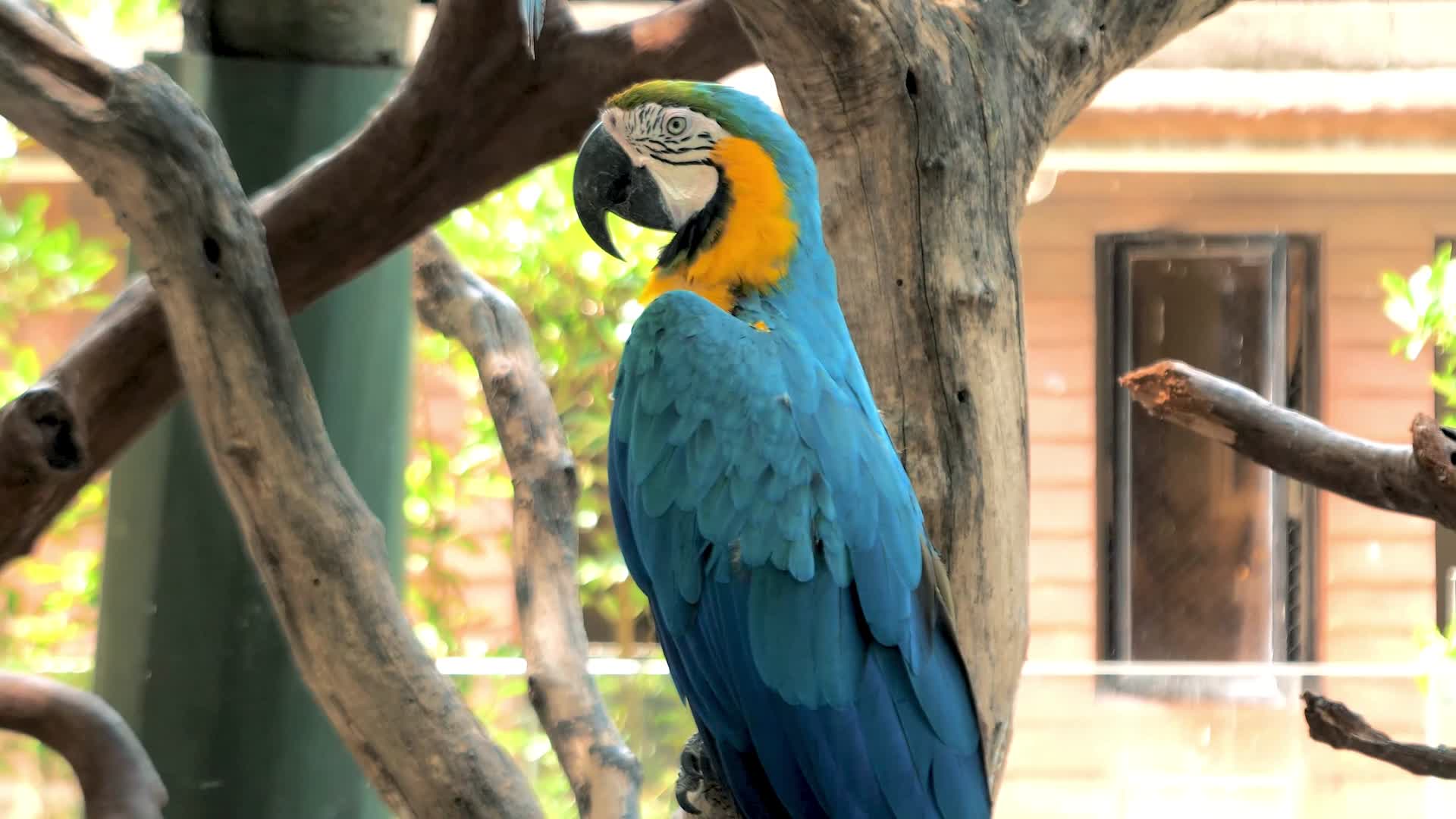 蓝色的鹦鹉鸟视频的预览图