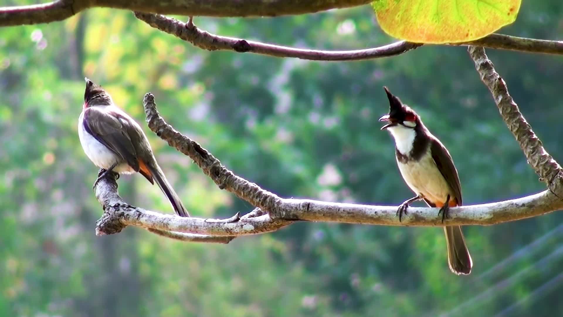 两只小鸟在树上视频的预览图