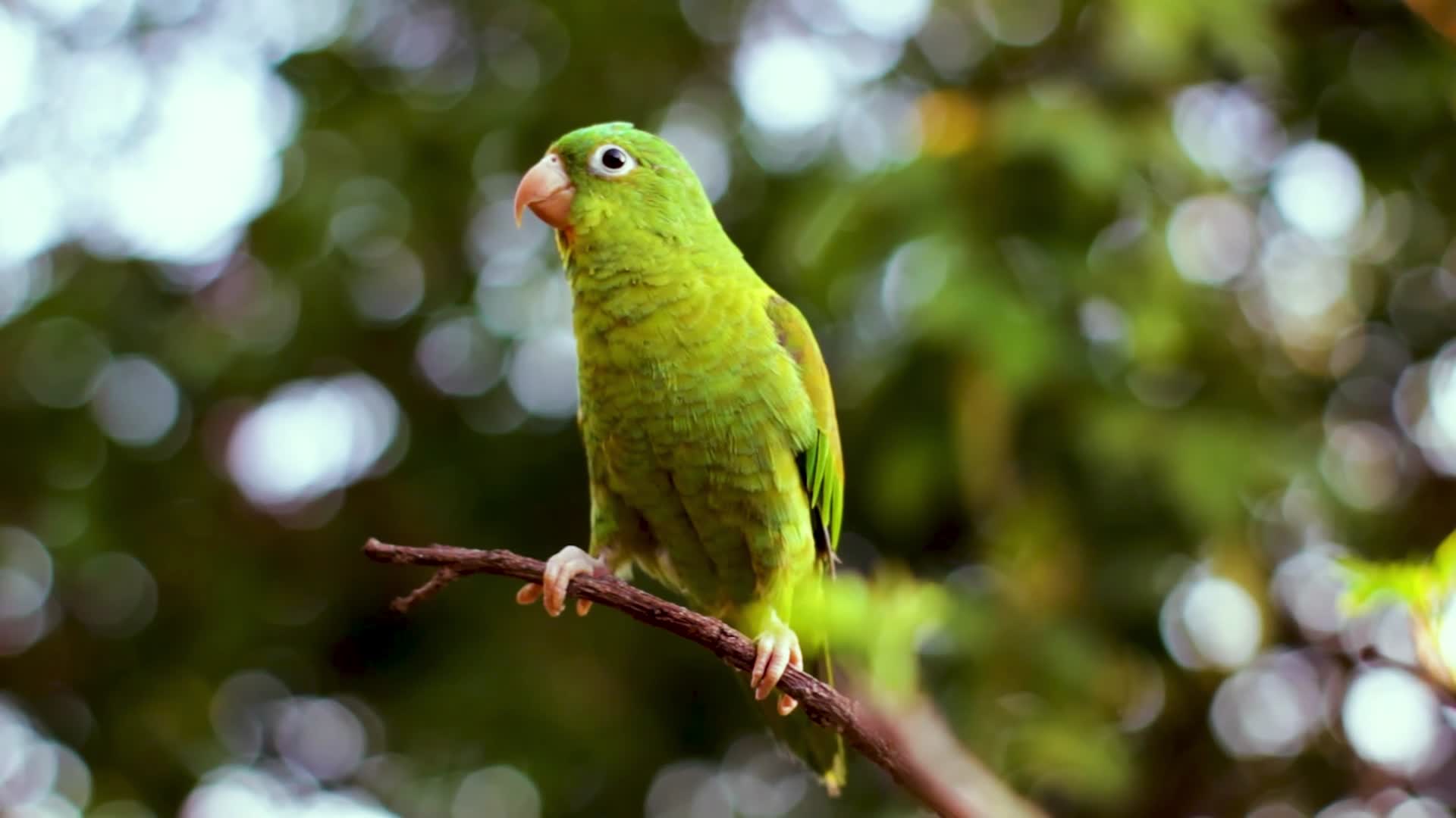 翠绿的鹦鹉在树枝上视频的预览图